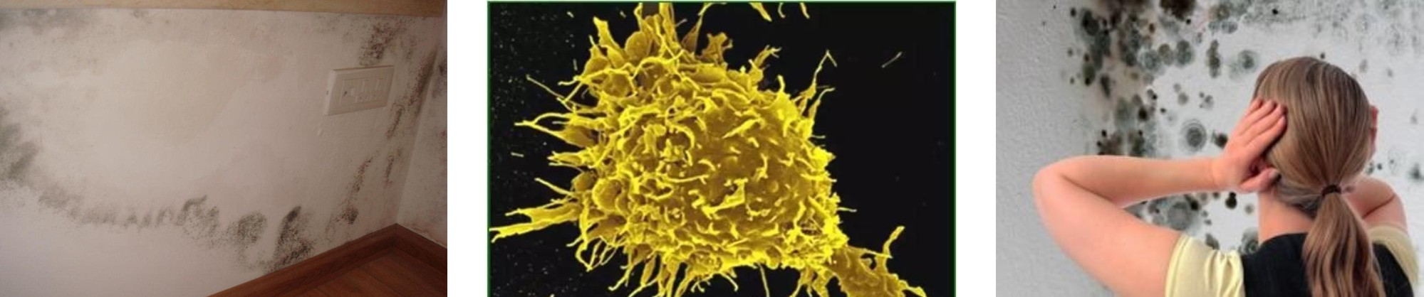 墻面潮濕 發霉 霉菌孢子頭疼